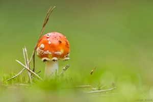 Fliegenpilz im Mooswald