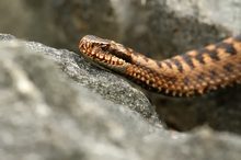 Vipera berus