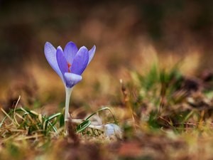 Wilder Krokus