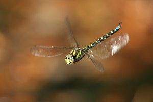 Libelle vor Herbstlaub