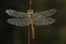 Perlentraum