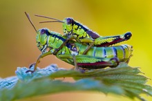 Miramella alpina