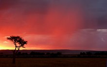 The last tree - der letzte Baum