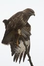 Buteo nebulosus