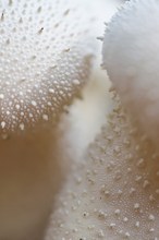 Flaschenboviste (Lycoperdon perlatum)