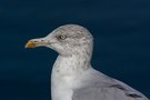 Möwenportrait