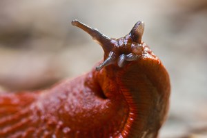 Portrait einer Roten Wegschnecke (Arion rufus)