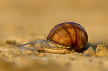 Weinbergschnecke