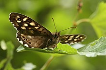 Schmetterling