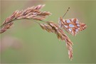 Kleiner Perlmutterfalter (Issoria lathonia)