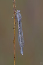 Eine Libelle macht noch keinen Winter...