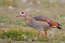 Nilgans (Alopochen aegyptiacus)