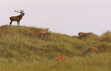 Der Platzhirsch