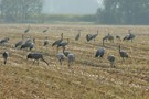 Kuhhorst bei Linum dokumentarisch