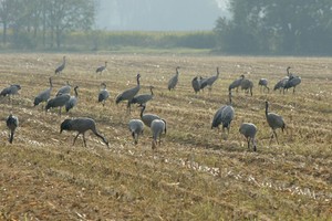 Kuhhorst bei Linum dokumentarisch