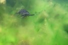 Überraschung vor Algen: Rotwangenschildkröte
