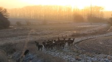 Kritikbild-Damwildrudel am Morgen