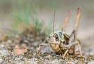 Warzenbeißer (Decticus verrucivorus)