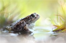 Bufo calamita