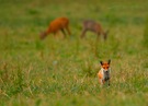 Fuchs (Vulpes vulpes)