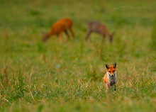 Fuchs (Vulpes vulpes)