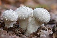 Flaschenboviste (Lycoperdon perlatum)