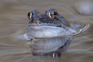 Grasfrosch