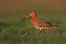 Uferschnepfe (Limosa limosa)