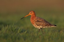 Uferschnepfe (Limosa limosa)