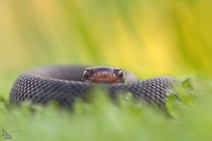 Vipera berus