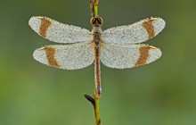 Gebänderte Heidelibelle