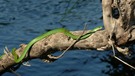 Grüne Wassernatter am Chobe River