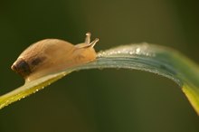 Bernsteinschnecke