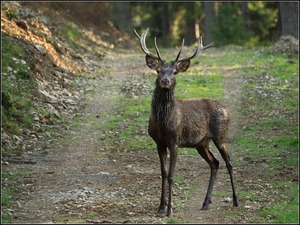 Wildlife - Fotografie mit der Lumix G3