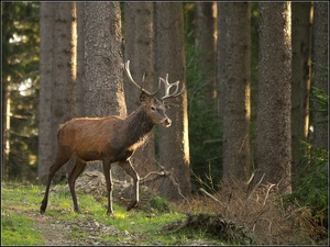 Wildlife - Fotografie mit der Lumix G3   Nr. 2