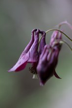 Dunkle Akelei, aquilegia atrata