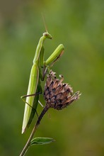 Mantis religiosa -- Europäische Gottesanbeterin