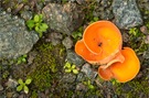 Orangebecherling