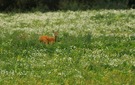 Blumenwiese