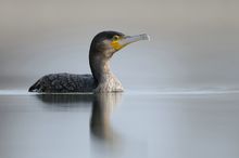 Kormoran (Phalacrocorax carbo)