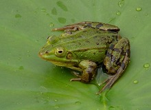 Frosch im Grünen