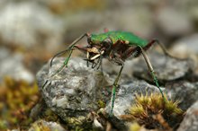 Cicindela campestris