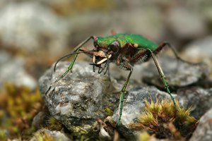 Cicindela campestris