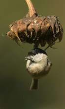 "Parus palustris"