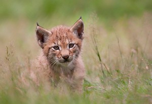 Der kleine Luchs