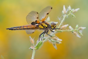 Libellula quadrimaculata