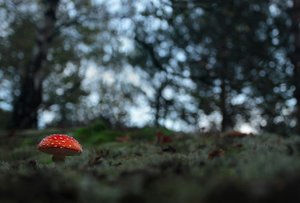 Wollte auch noch einen Fliegenpilz einstellen...