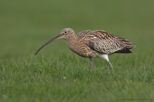 Große Brachvogel (Numenius arquata)