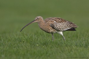 Große Brachvogel (Numenius arquata)