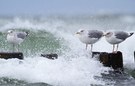 Wind und Gischt vor Hiddensee...